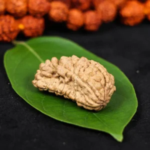 1 Mukhi Bhadraksha | Natural Kaju Shaped | SRI LANKAN And SOUTH INDIAN Origin