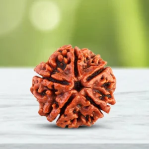 5 Mukhi Rudraksha | Indonesian Origin