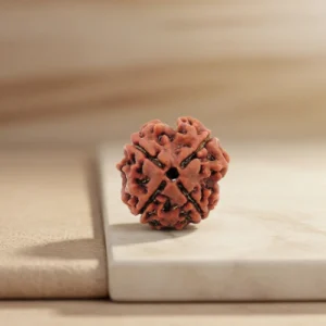 4 Mukhi Rudraksha | Indonesian Origin