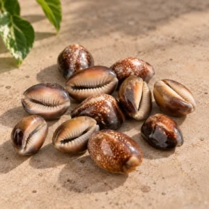 Premium Brown Cowrie Shells (Chitkabra Kaudi / Lakshmi Kowdi) - Sacred Shells for Wealth, Diwali Pooja & Cash Box