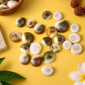 Natural Shivalik Gomati Chakra Shells - Authentic Dual-Tone Sacred Shells for Wealth, Vastu & Puja